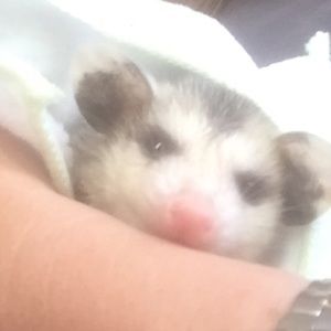 Meet your Posher, Lori